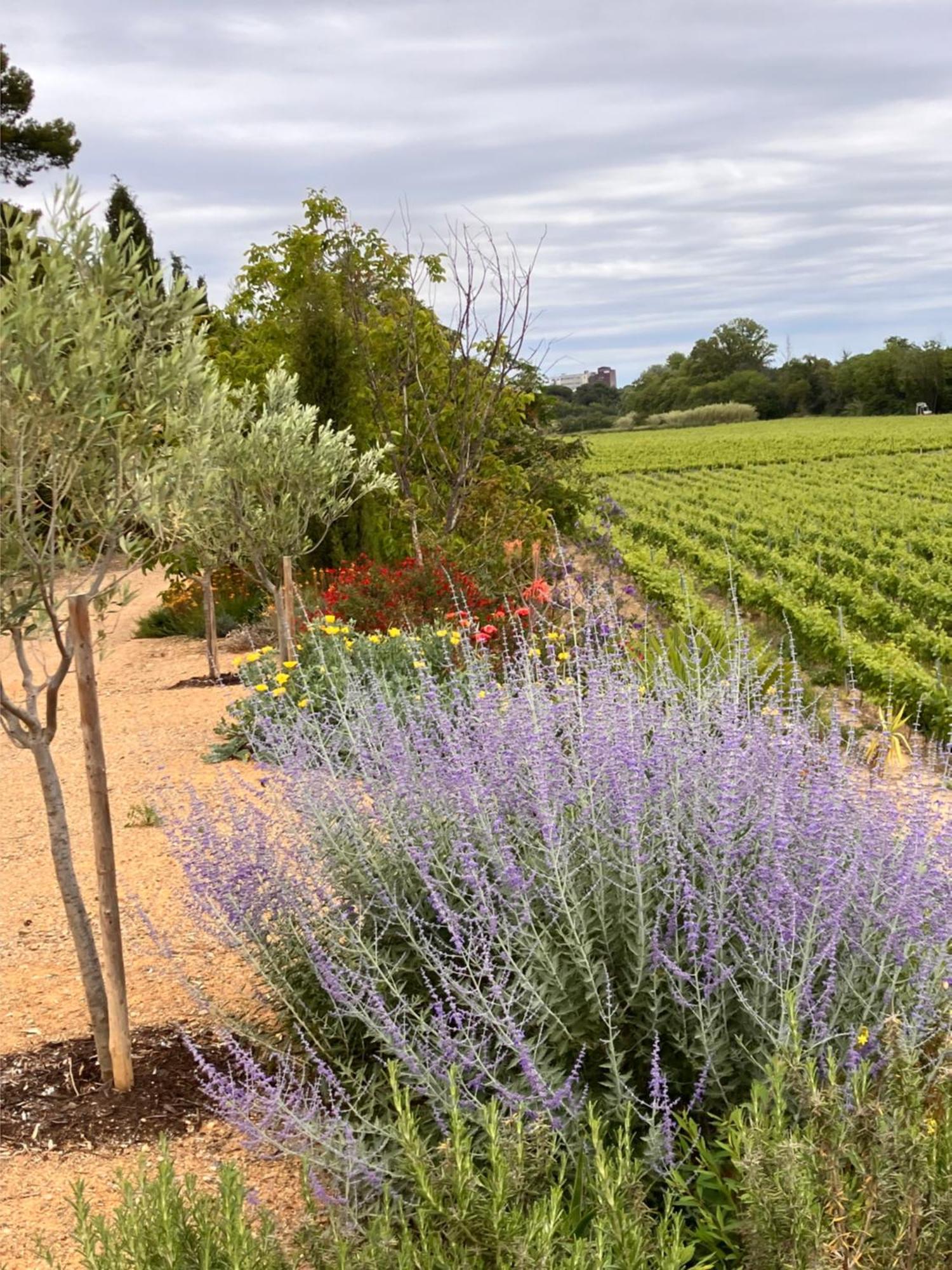 Domaine De L'Herbe Sainte Mirepeisset Экстерьер фото