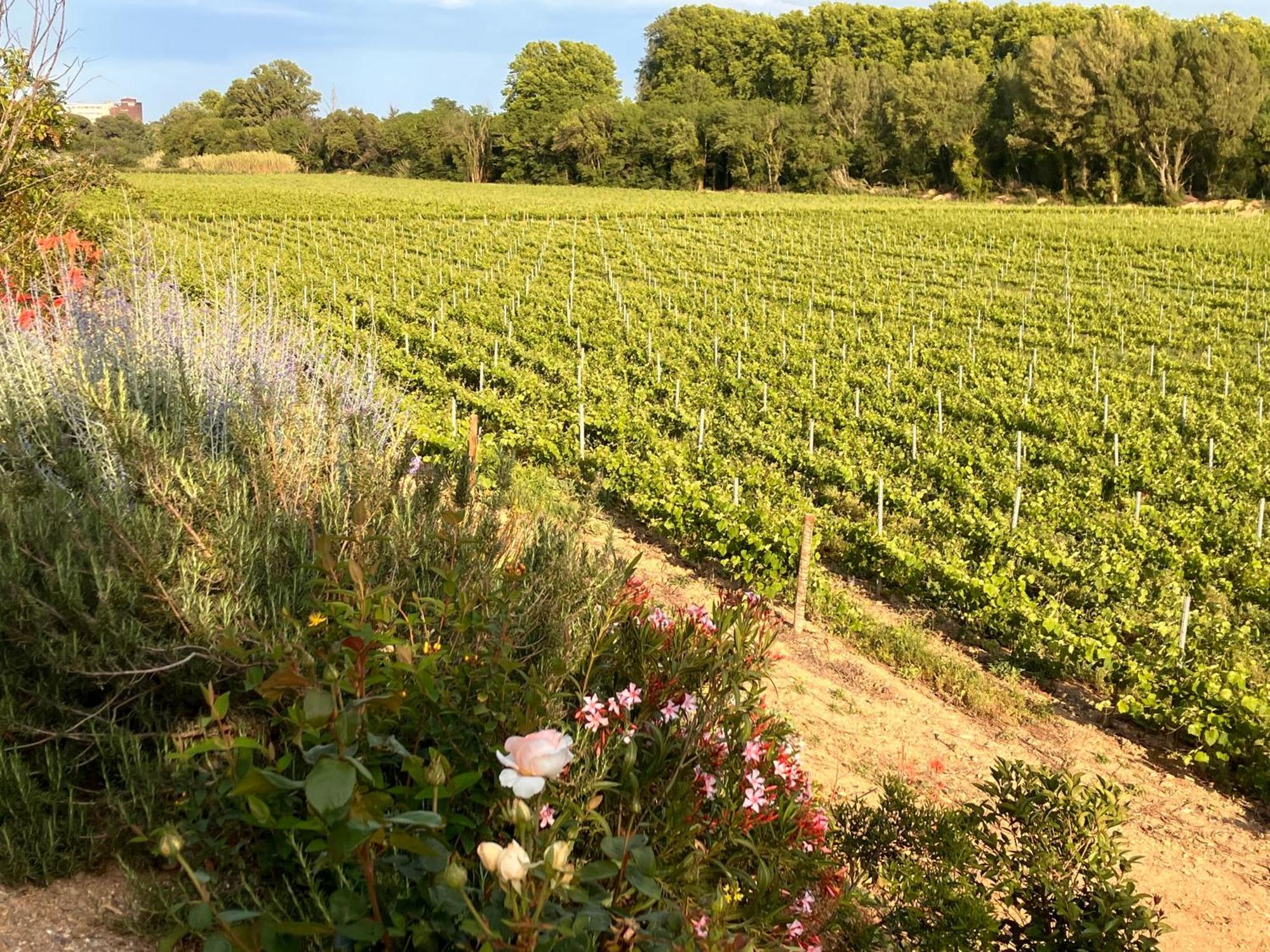 Domaine De L'Herbe Sainte Mirepeisset Экстерьер фото
